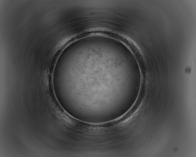 X0000101960921200807181037