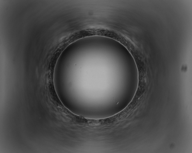 X0000101960965200807181036