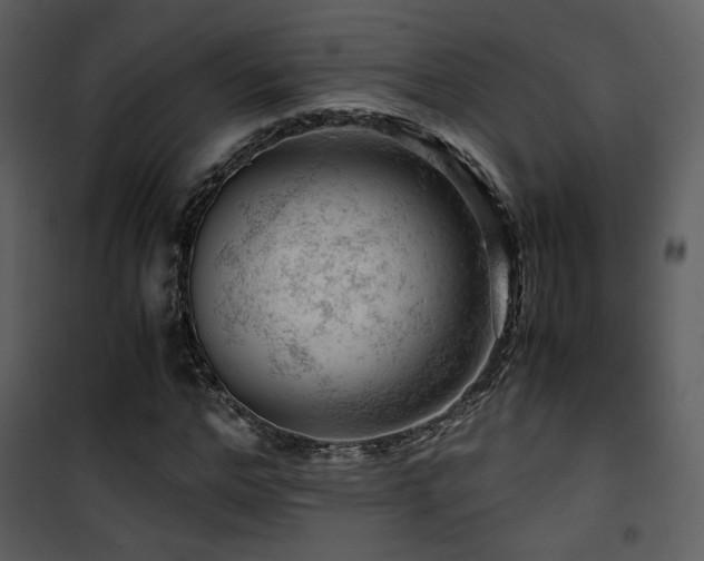 X0000101960968200807181036