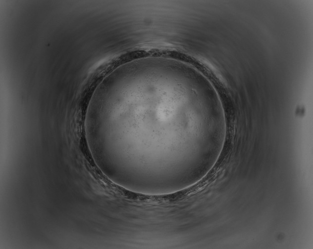 X0000101961063200807181035