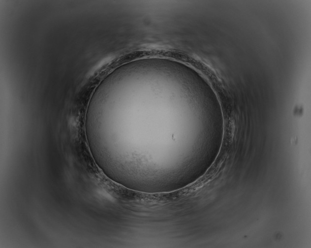 X0000101961254200807181032
