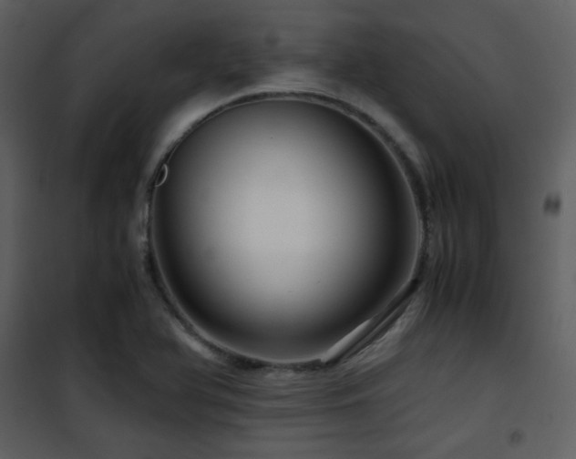 X0000101961366200807181030