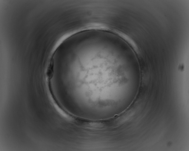 X0000101961383200807181030
