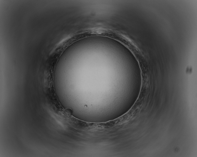 X0000101961446200807181029
