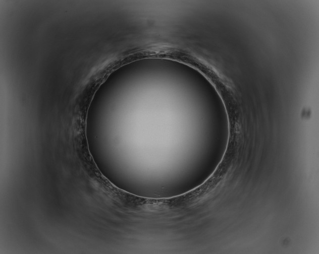 X0000101961447200807181029