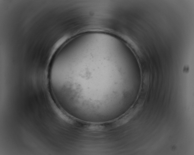 X0000101961466200807181029