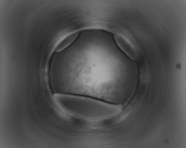 X0000101961468200807181029