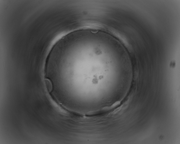 X0000101961471200807181029