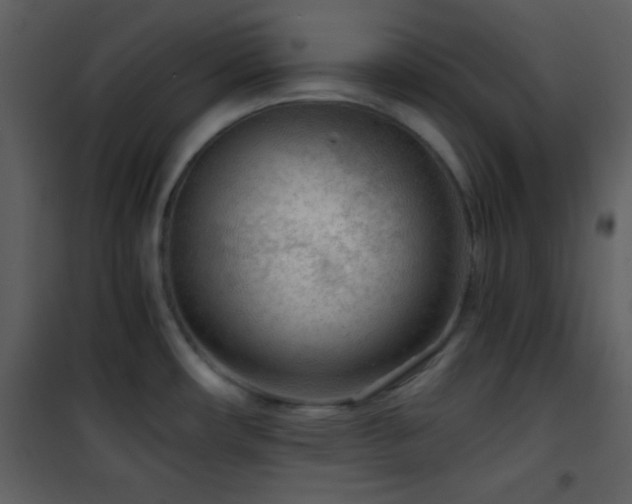 X0000101961482200807181029