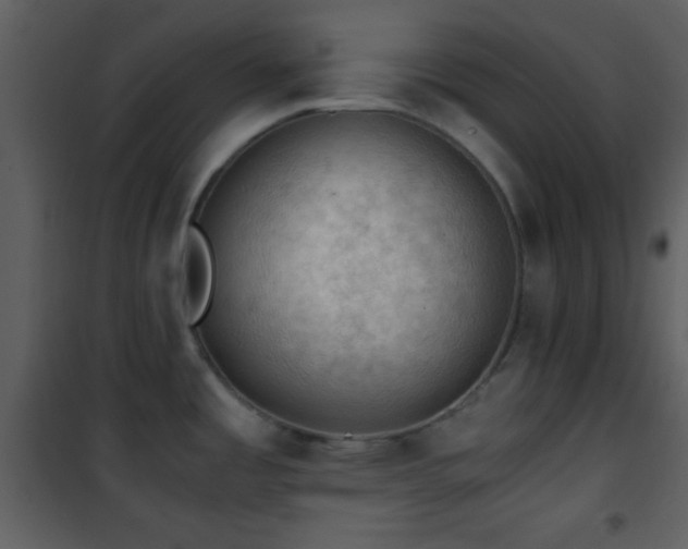 X0000101961485200807181029