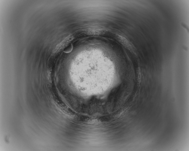 X0000101960258200808011114