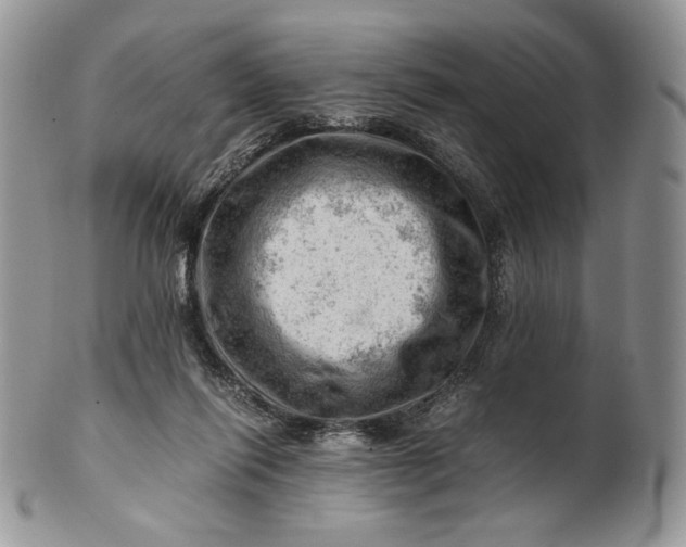 X0000101960262200808011114