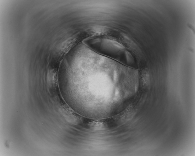 X0000101960276200808011114