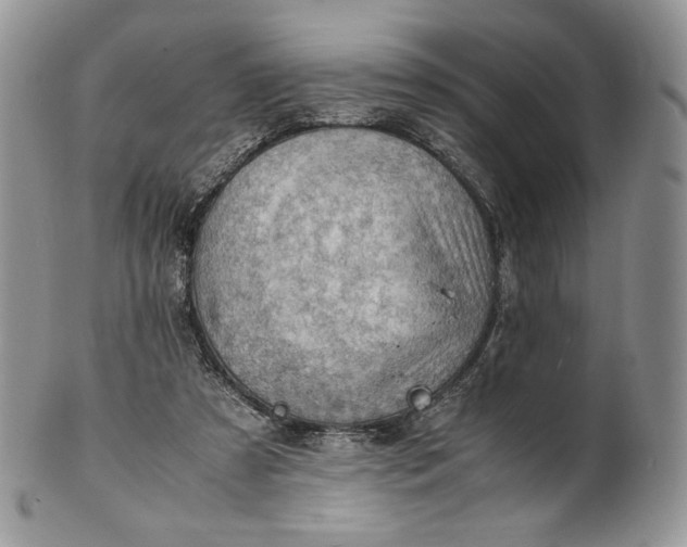 X0000101960305200808011114