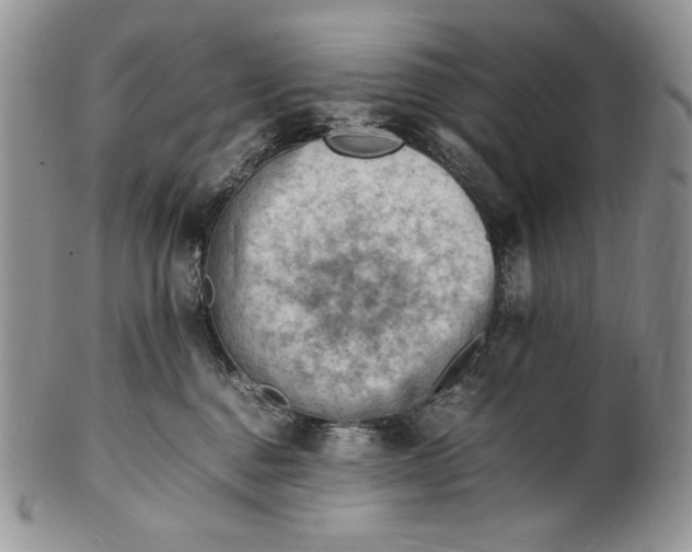 X0000101960376200808011113