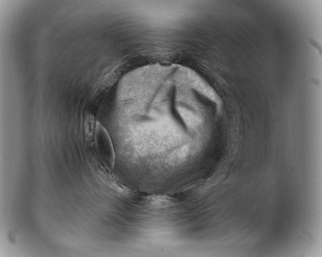 X0000101960528200808011110