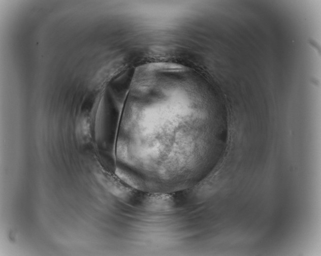 X0000101960576200808011110