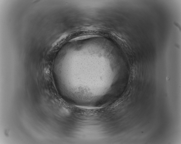 X0000101961254200808011100