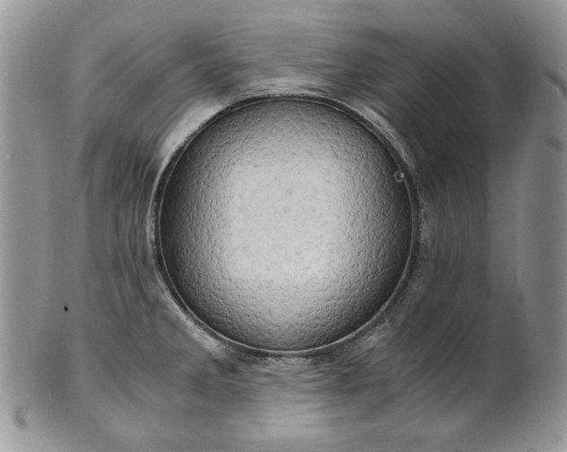 X0000101961285200808011059