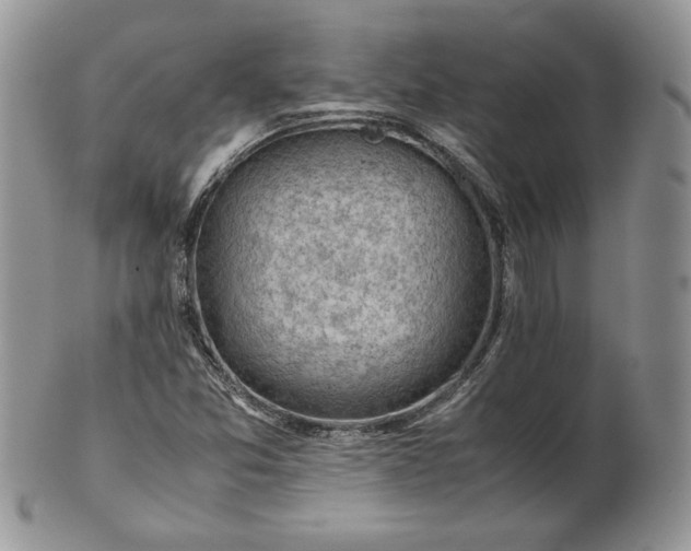 X0000101961357200808011058