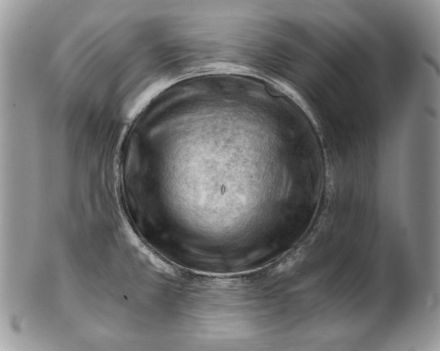 X0000101961381200808011058