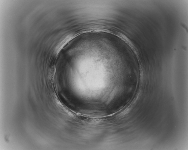 X0000101961385200808011058