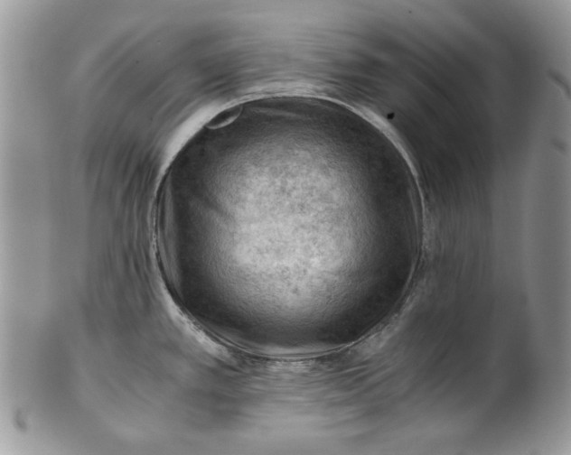 X0000101961389200808011058