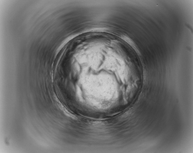 X0000101961436200808011058