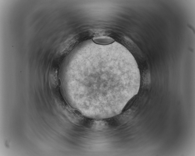 X0000101960376200808081534