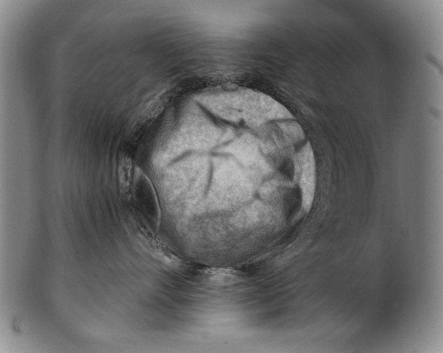 X0000101960528200808081531