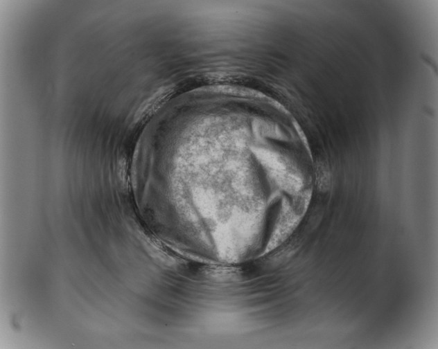 X0000101960670200808081529