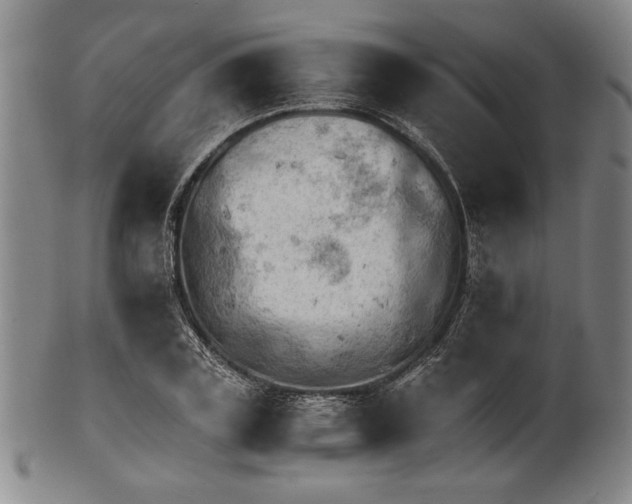 X0000101960835200808081526