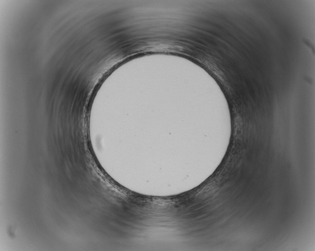 X0000101960848200808081526