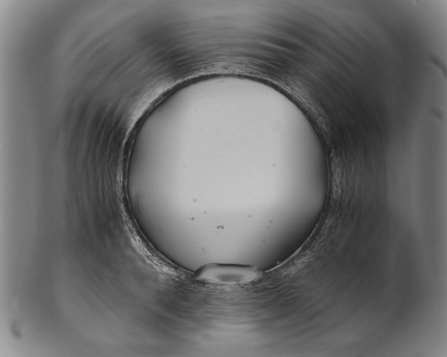 X0000101960896200808081526