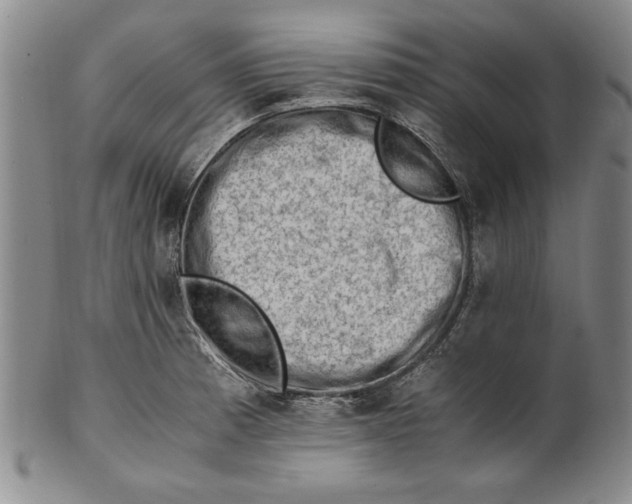 X0000101961185200808081521