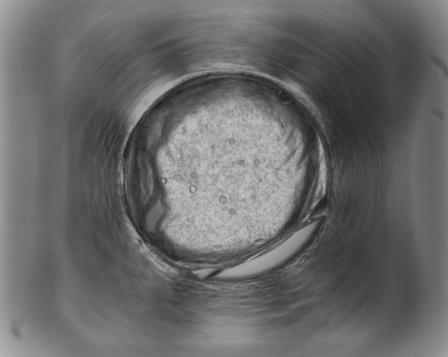 X0000101961287200808081519