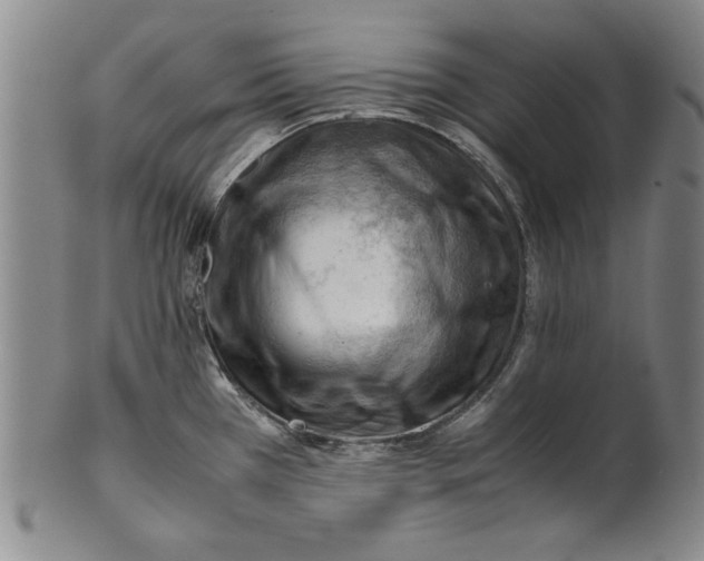 X0000101961385200808081518