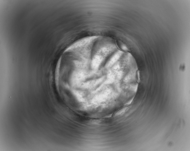 X0000101960086200808151325