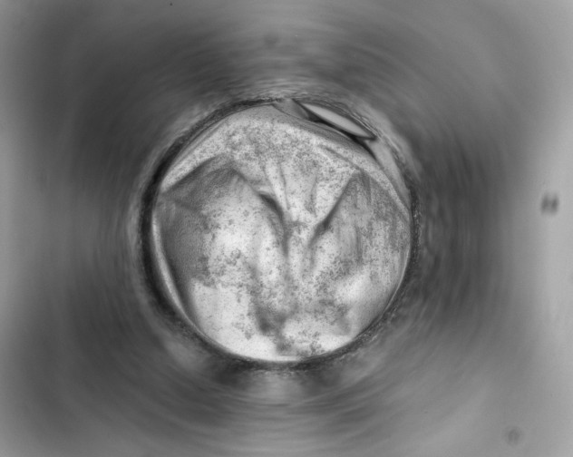X0000101960250200808151321