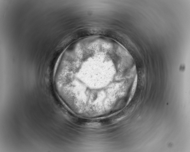 X0000101960266200808151322