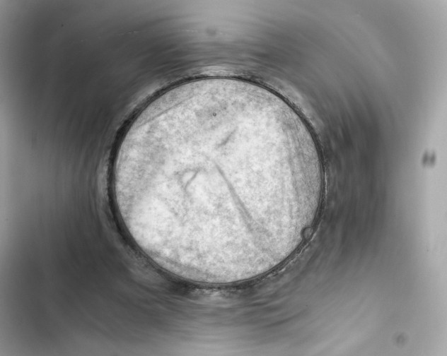 X0000101960297200808151321