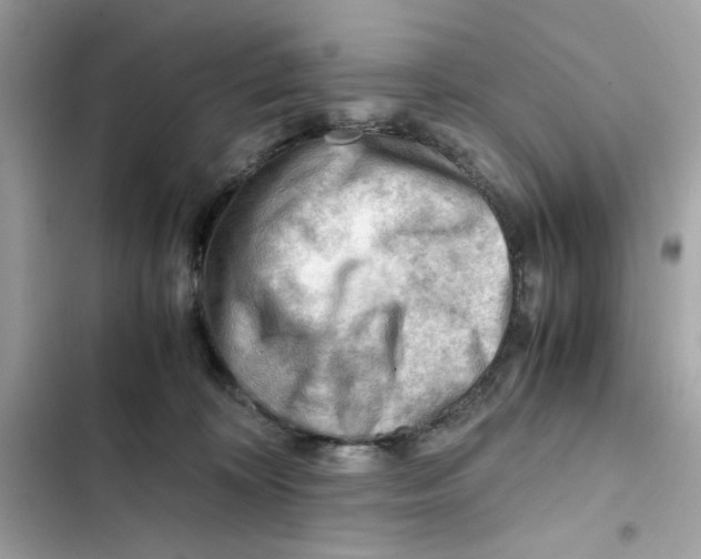 X0000101960324200808151321