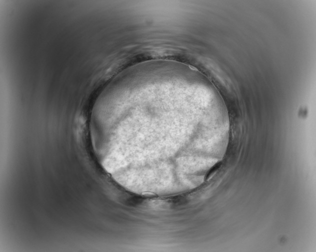 X0000101960327200808151321