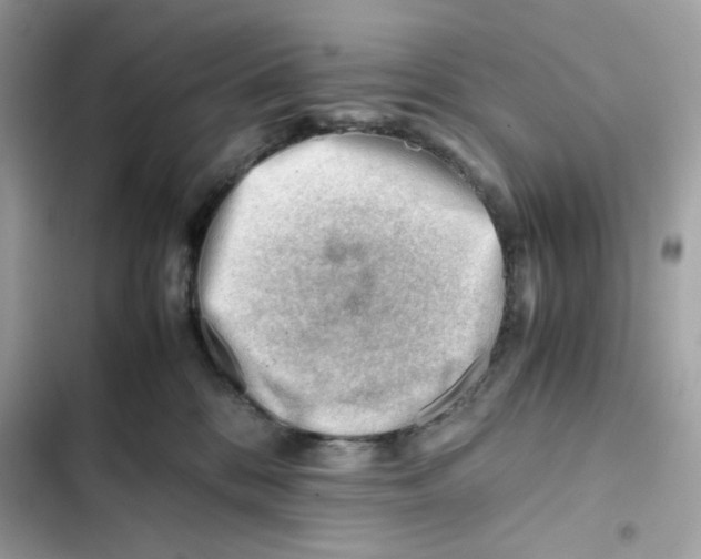 X0000101960328200808151321