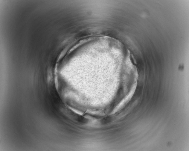X0000101960335200808151321