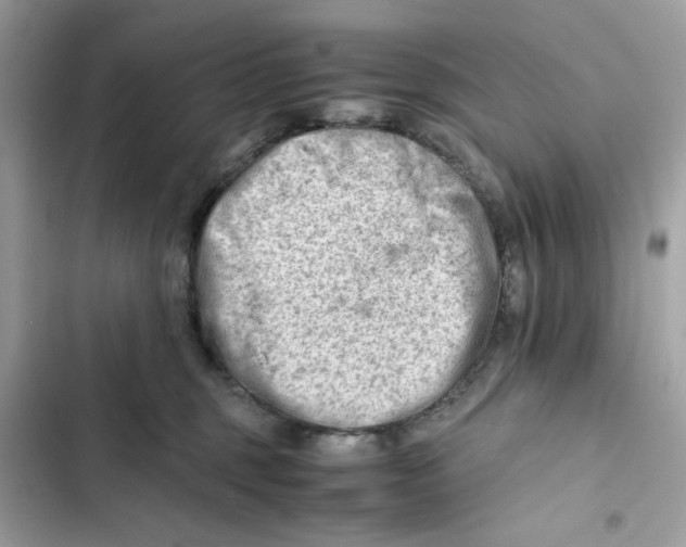 X0000101960375200808151321