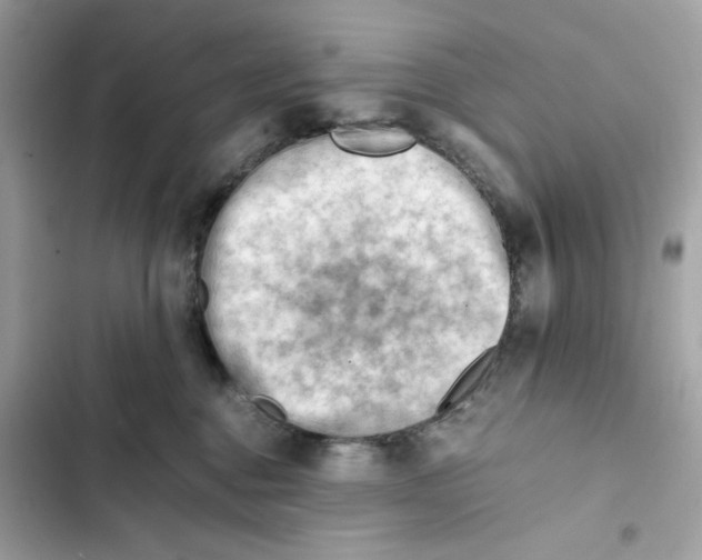 X0000101960376200808151321