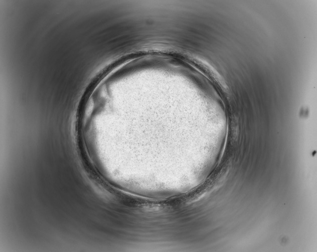 X0000101960439200808151319