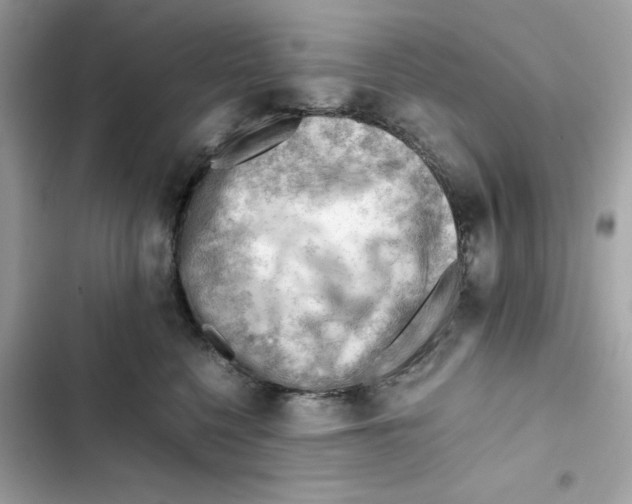 X0000101960568200808151318