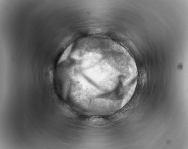 X0000101960716200808151315